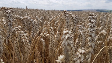 Wheat Madness, Bild 8